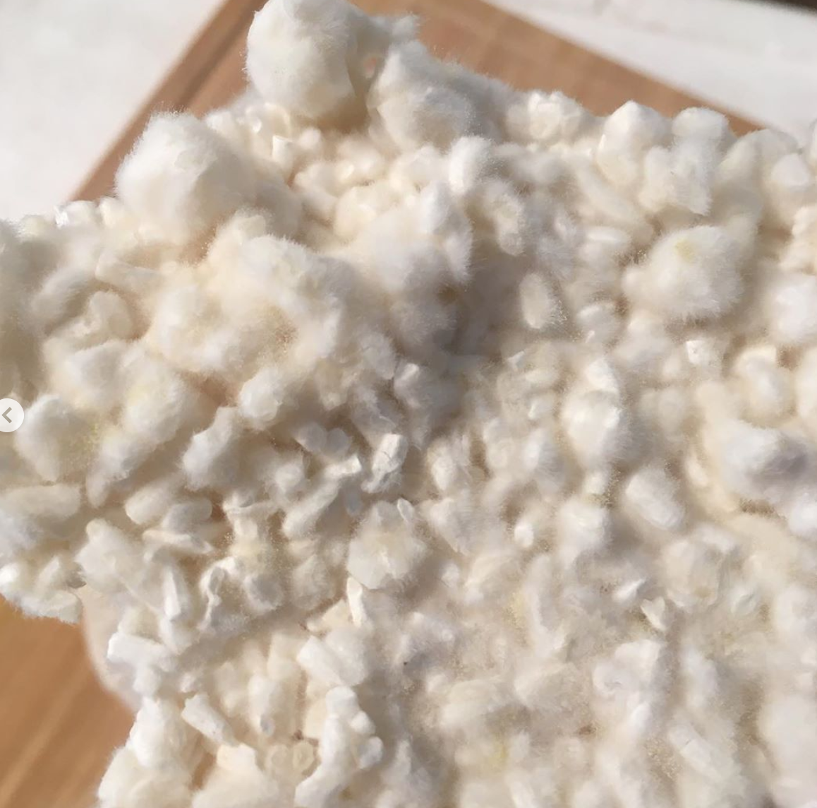 Koji Spores - Aspergillus oryzae