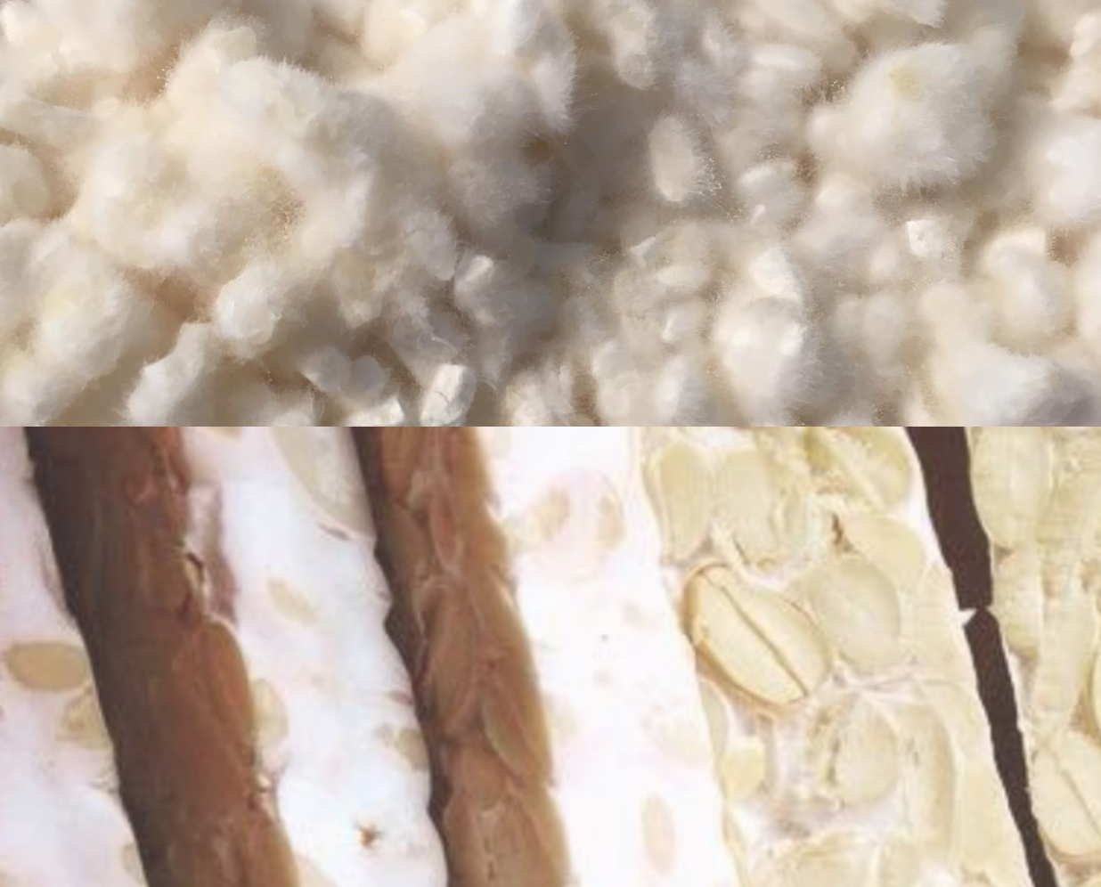 Koji, Miso & Tempeh Course (Spore Fermentation) – Online Course