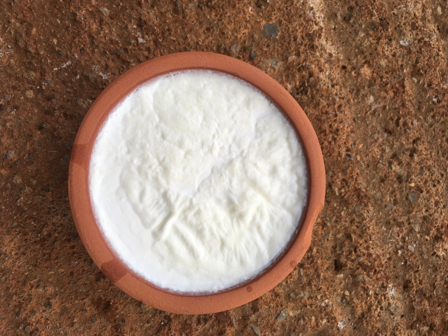Greek Yogurt Culture – Fresh