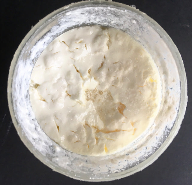 Milchkefirkörner – Frisch