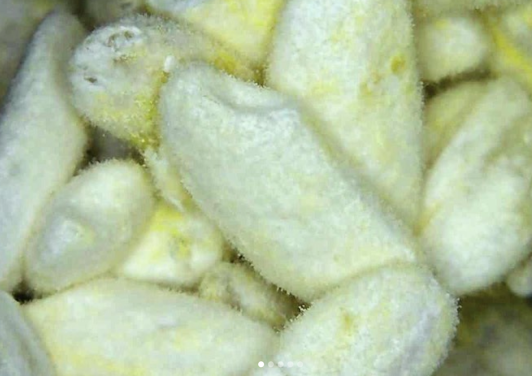 Koji Spores - Aspergillus oryzae