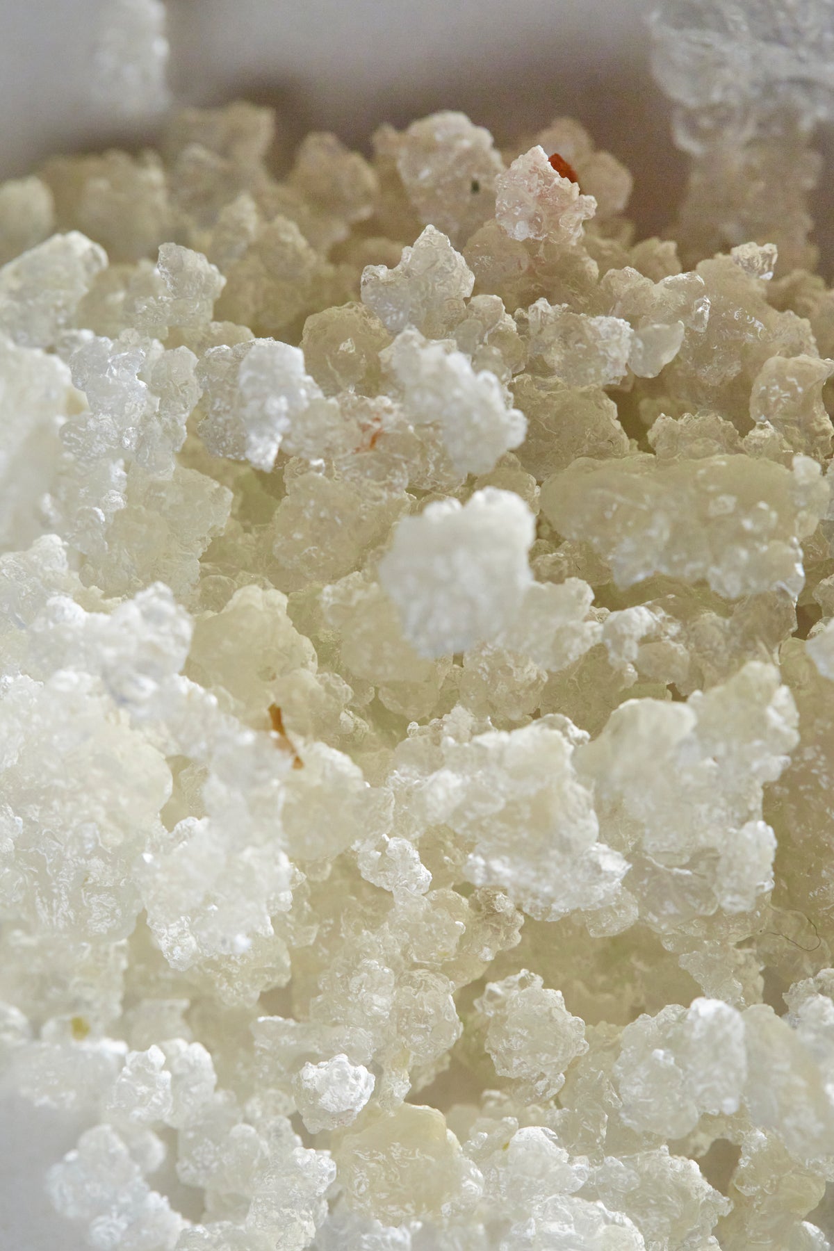 Water Kefir Workshop, The Living Lemonade