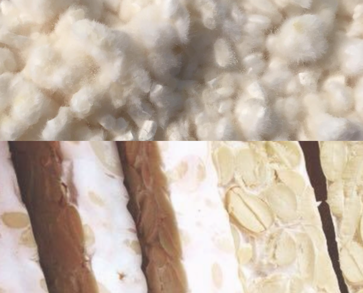 Koji-, Miso- und Tempeh-Kurs (Sporenfermentation) – Online-Kurs