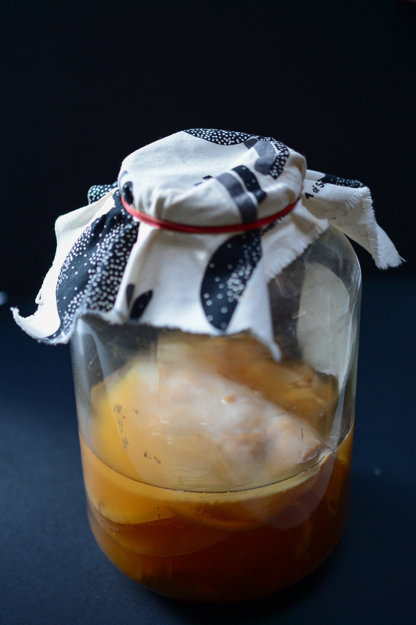 Kombucha SCOBY