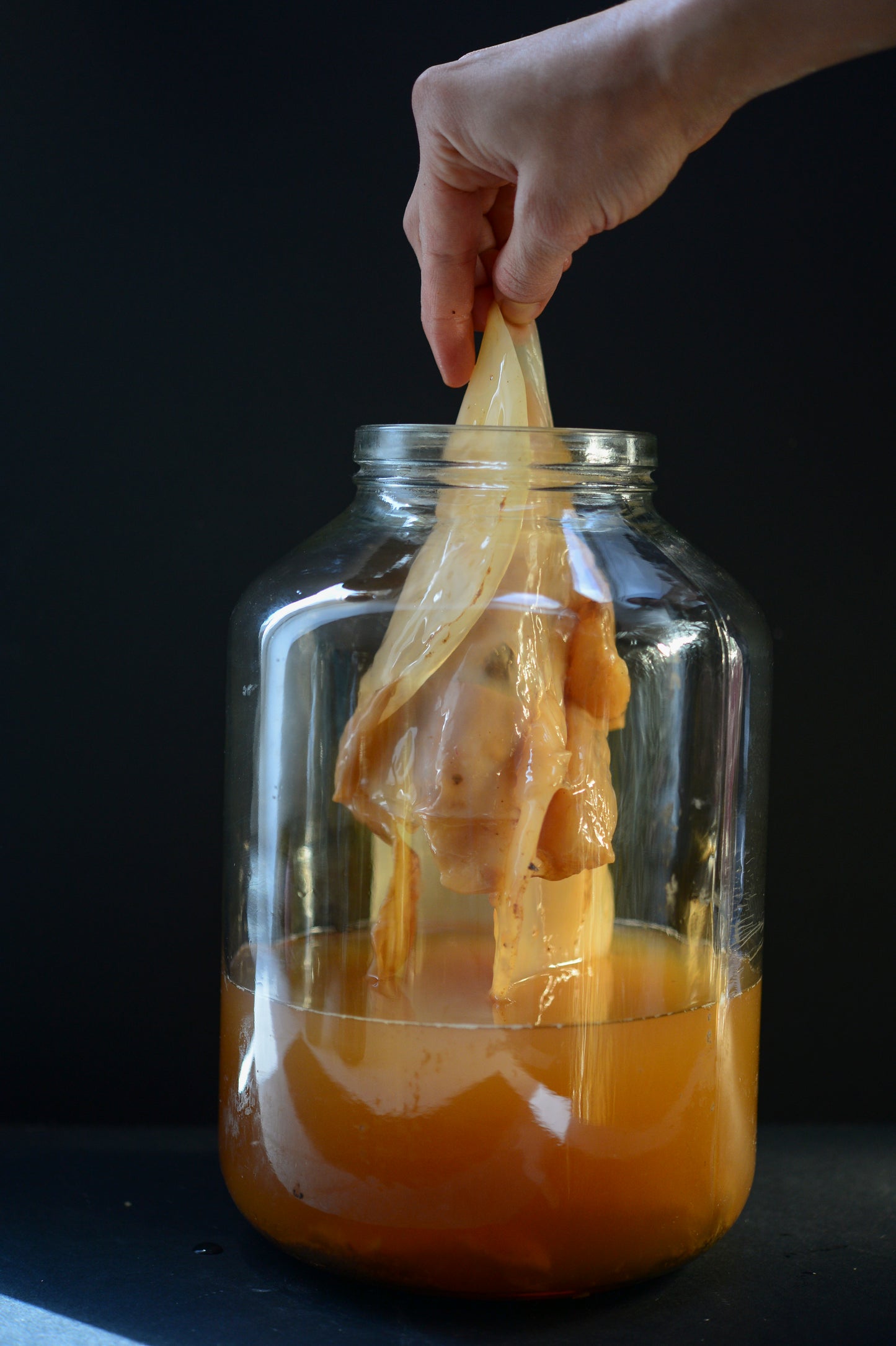 Kombucha SCOBY