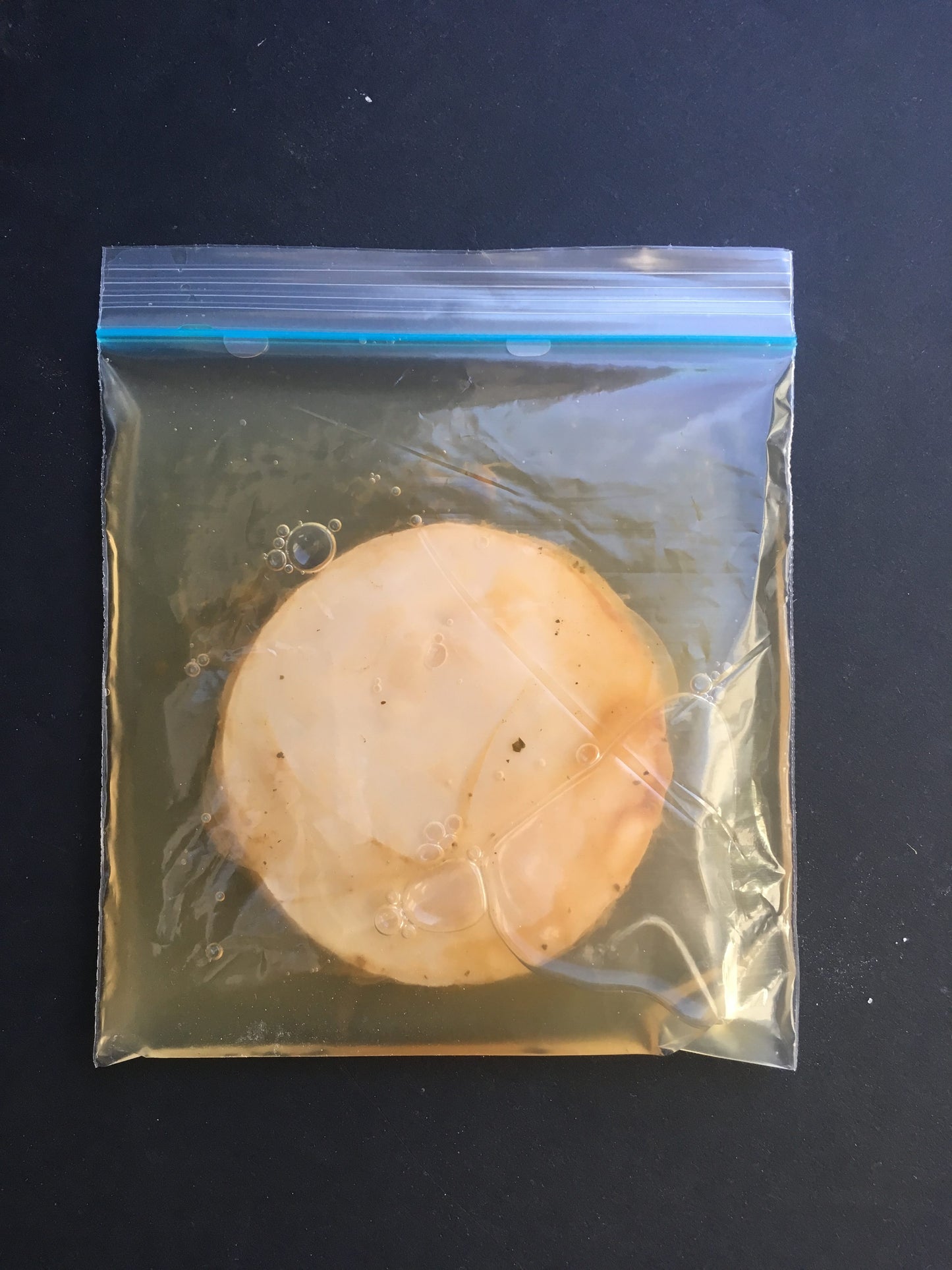 Kombucha SCOBY