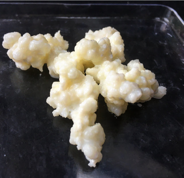 Milk Kefir Grains – Fresh