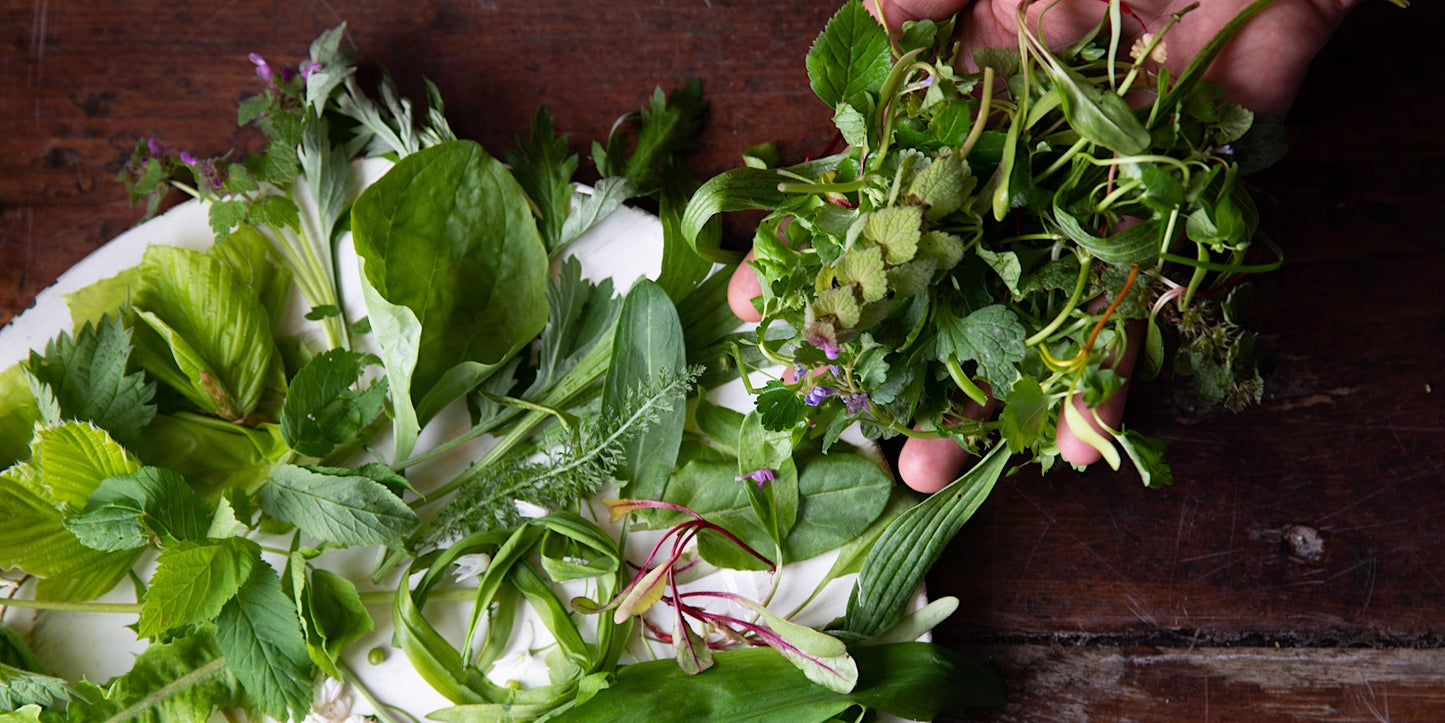 Urban Foraging & Ecology Walk