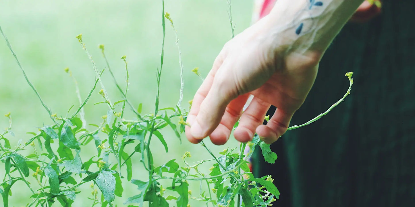Urban Foraging & Ecology Walk