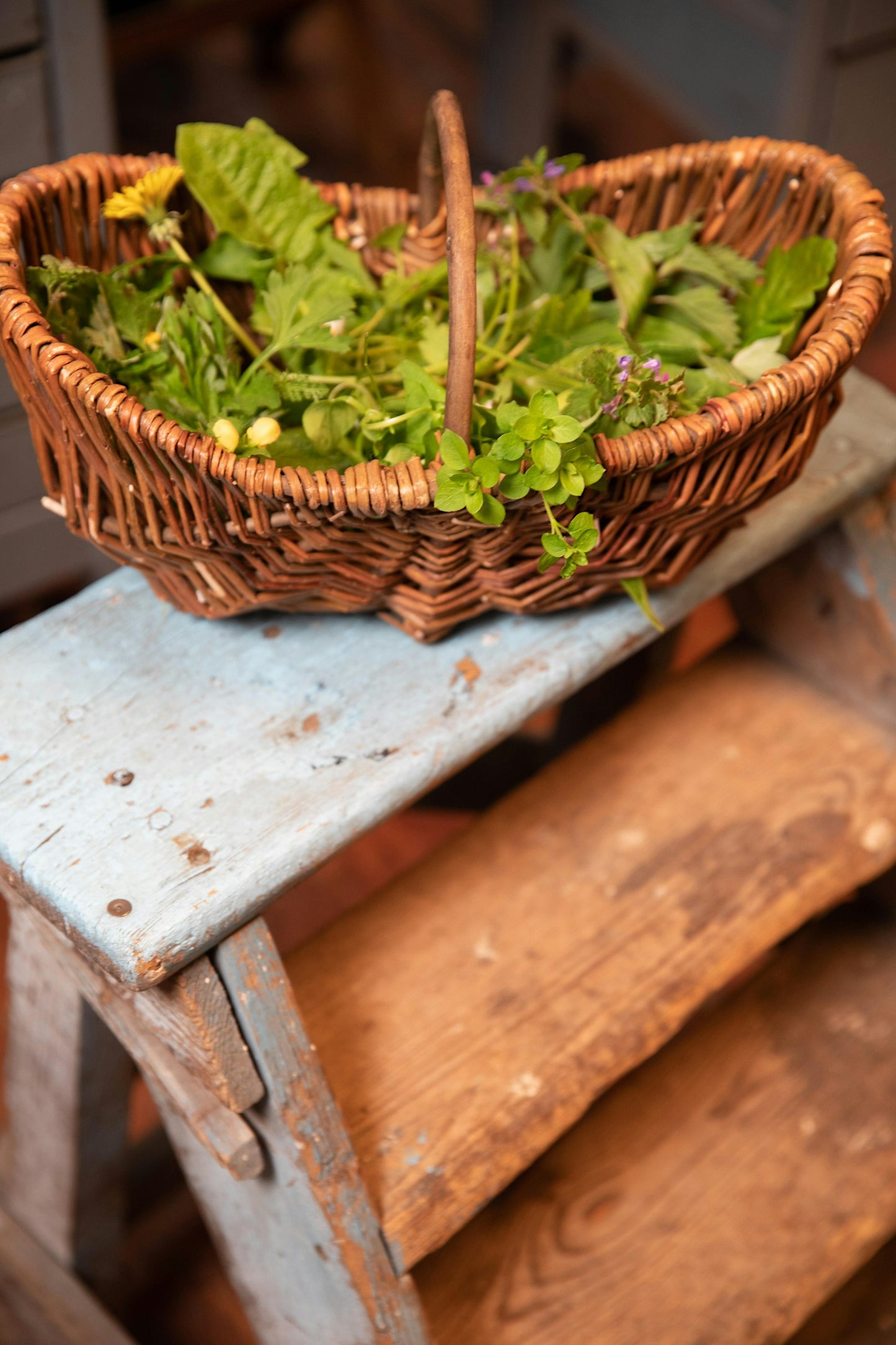 Urban Foraging & Ecology Walk