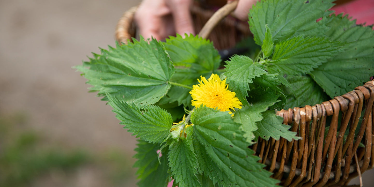Urban Foraging & Ecology Walk