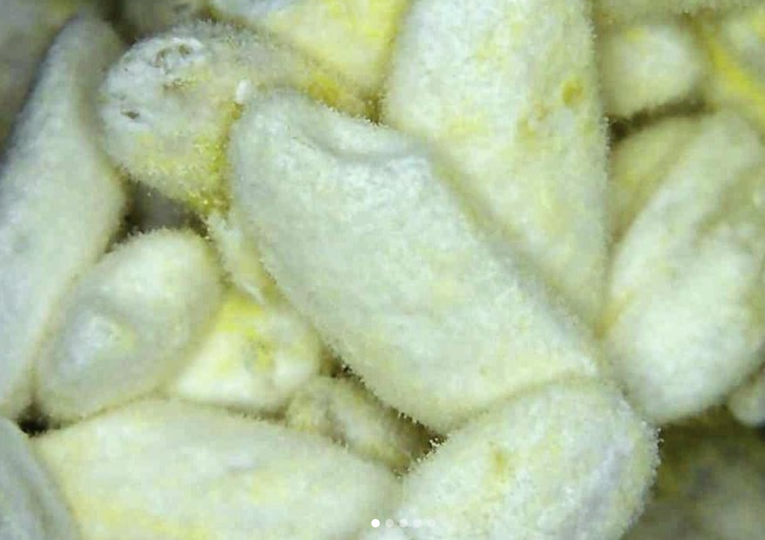 Koji-Sporen - Aspergillus oryzae